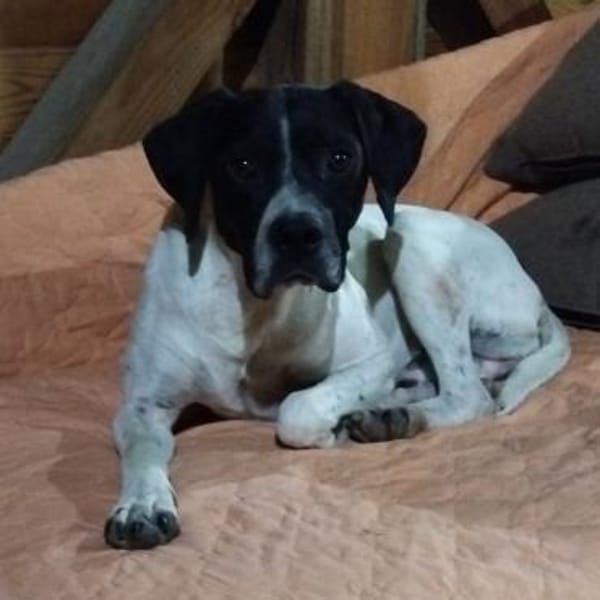 Pongo