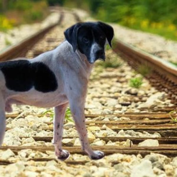 Pongo