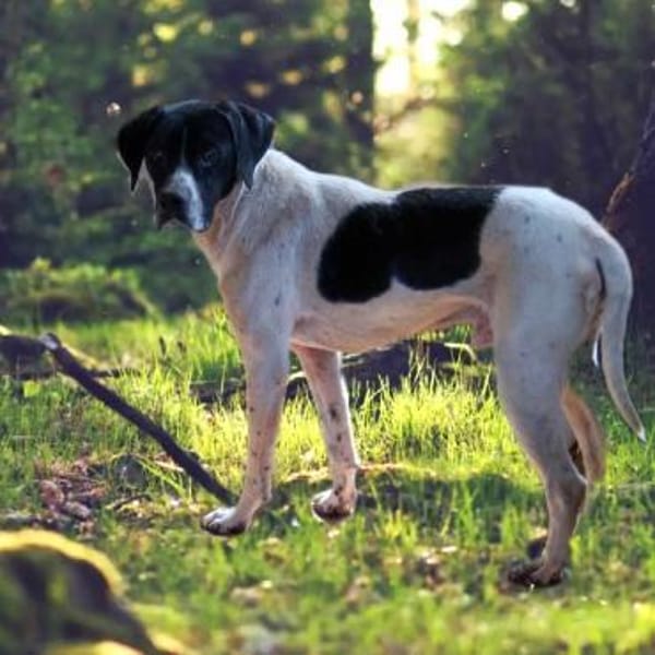 Pongo