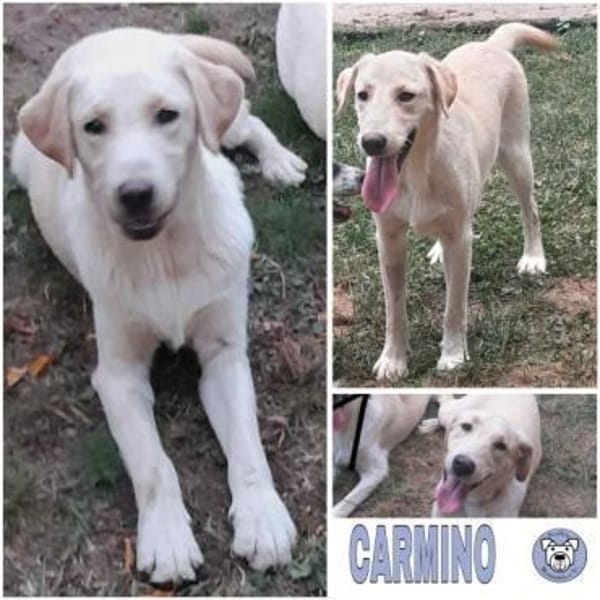 CARMINO -rundum toller Junghund-