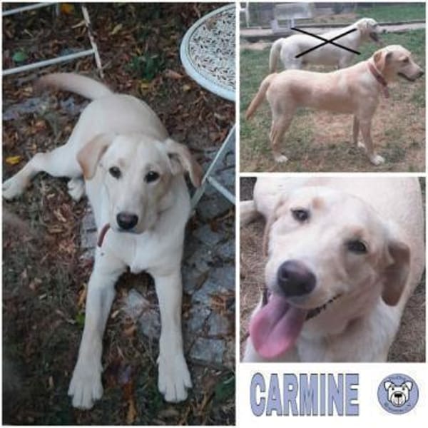 CARMINE -rundum tolle Junghündin-