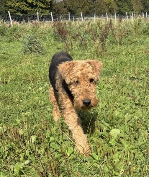 Minna sucht ein neues Körbchen