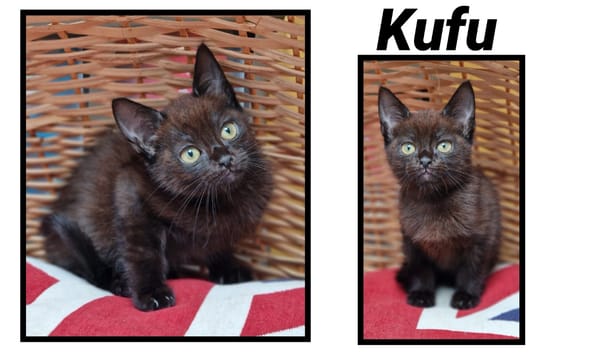 Kufu