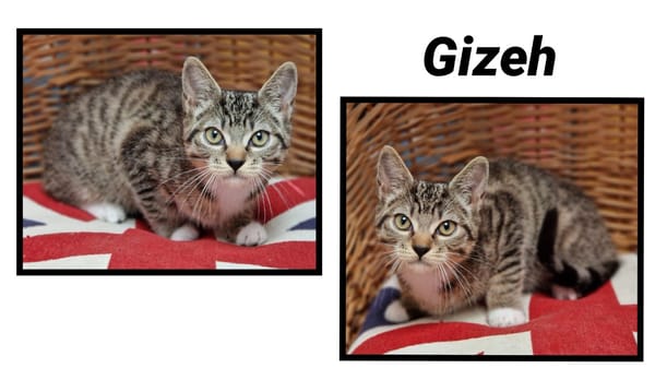 GIZEH (Réservé)