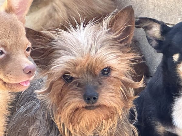 Yorki
