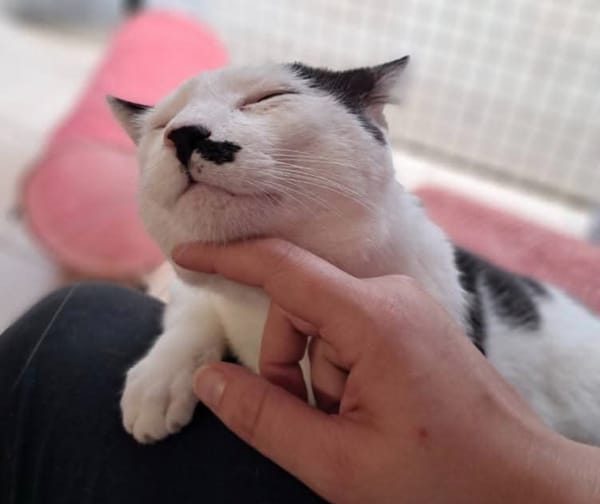 Mortimer