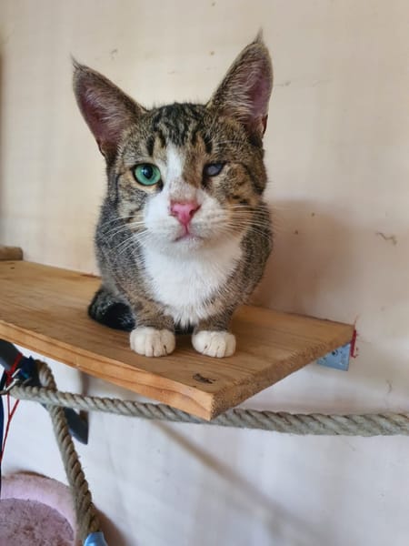 Oeil de Lynx