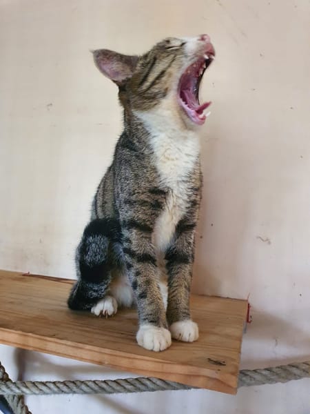Oeil de Lynx