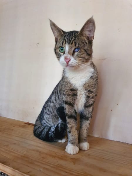 Oeil de Lynx