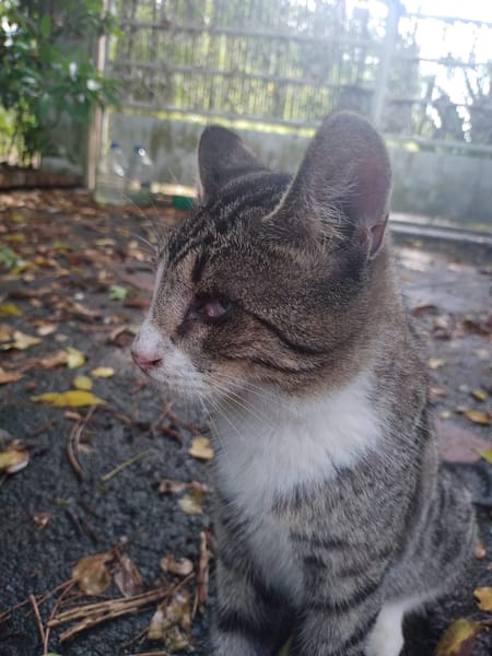 Oeil de Lynx
