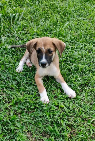 Crunch, mâle croisé berger, né le 26/06/2025 🐶