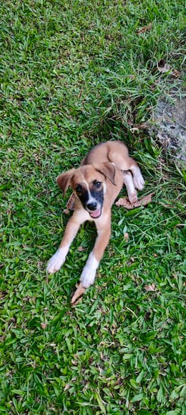 Crunch, mâle croisé berger, né le 26/06/2025 🐶