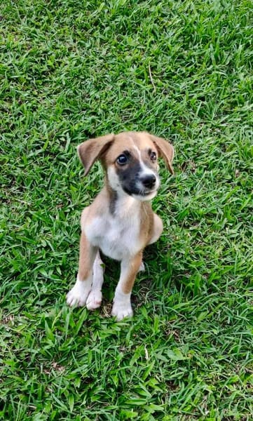 Crunch, mâle croisé berger, né le 26/06/2025 🐶