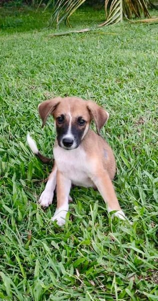Crunch, mâle croisé berger, né le 26/06/2025 🐶