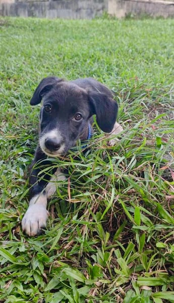 Doonut, mâle croisé berger, né le 26/06/2025 🐶