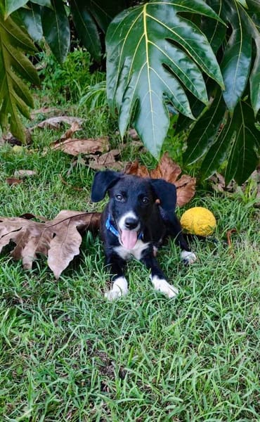 Doonut, mâle croisé berger, né le 26/06/2025 🐶