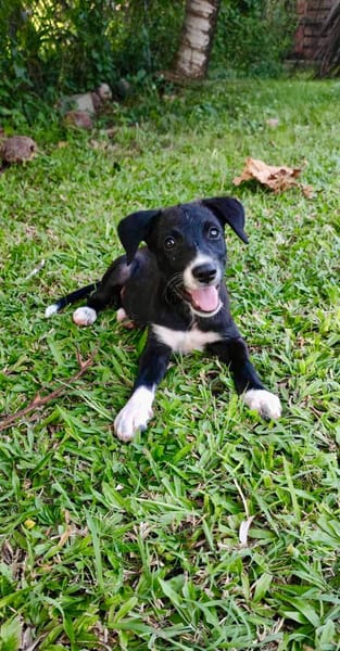Melba, femelle croisée berger, née le 26/06/2025 🐶