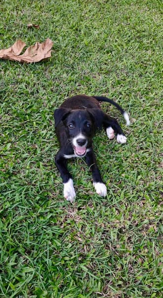 Melba, femelle croisée berger, née le 26/06/2025 🐶