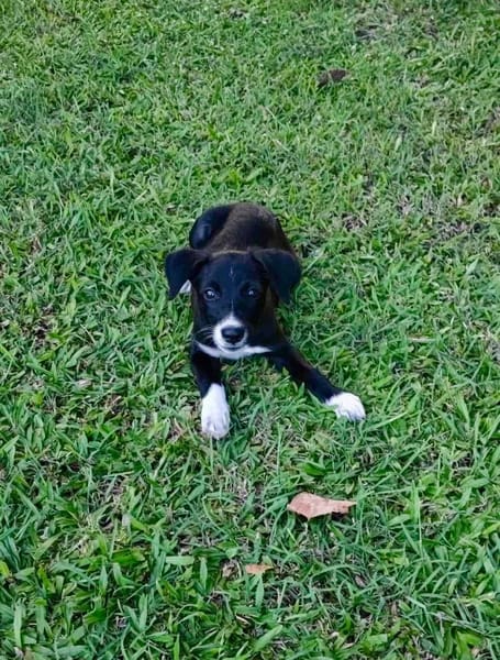 Melba, femelle croisée berger, née le 26/06/2025 🐶