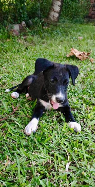 Melba, femelle croisée berger, née le 26/06/2025 🐶
