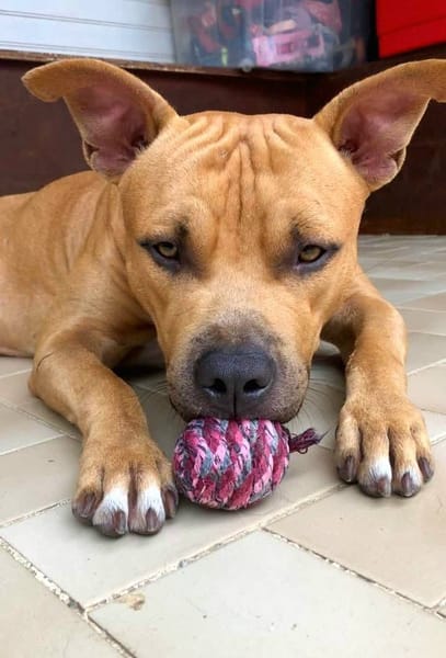 Omy, mâle croisé berger, né le 31/01/2024🐶
