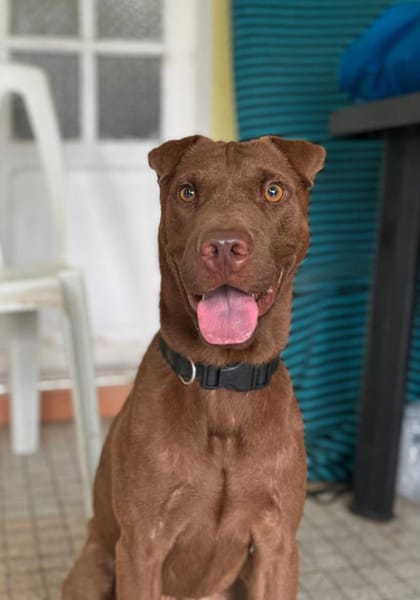 Pollux, mâle croisé shar pei, né le 03/06/2024🐶