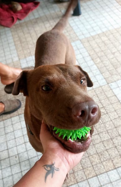 Pollux, mâle croisé shar pei, né le 03/06/2024🐶