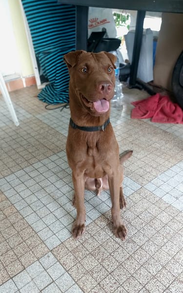 Pollux, mâle croisé shar pei, né le 03/06/2024🐶