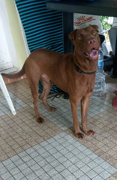 Pollux, mâle croisé shar pei, né le 03/06/2024🐶