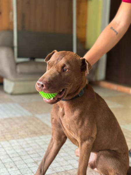 Pollux, mâle croisé shar pei, né le 03/06/2024🐶