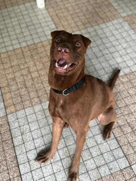 Pollux, mâle croisé shar pei, né le 03/06/2024🐶