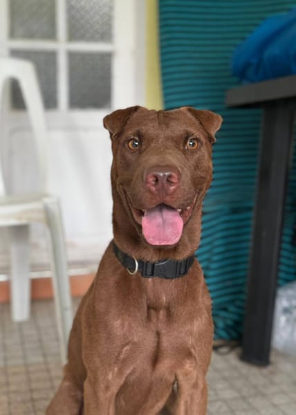 Pollux, mâle croisé shar pei, né le 03/06/2024🐶