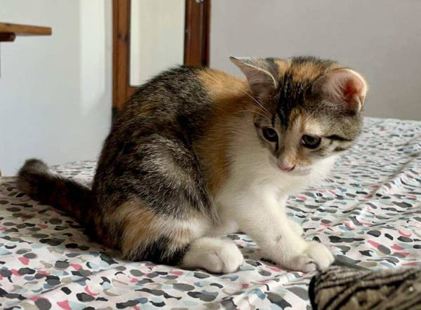 Gracie, femelle, chat européen, née le 05/06/2025 🐱