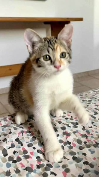 Gracie, femelle, chat européen, née le 05/06/2025 🐱