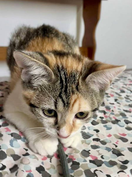 Gracie, femelle, chat européen, née le 05/06/2025 🐱