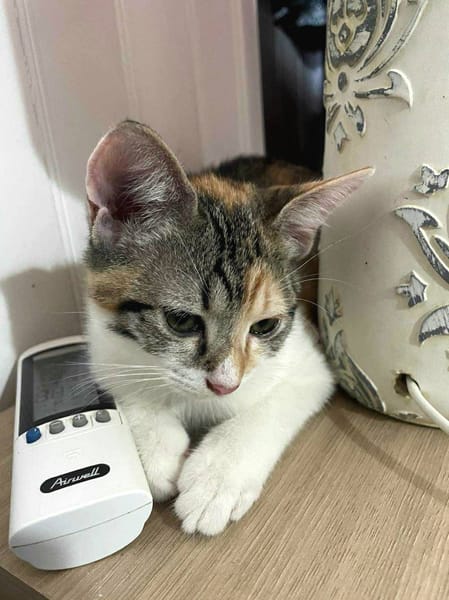 Gracie, femelle, chat européen, née le 05/06/2025 🐱