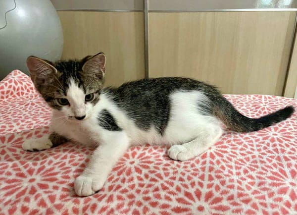 Arturo, mâle, chat européen, né le 09/06/2025 🐱