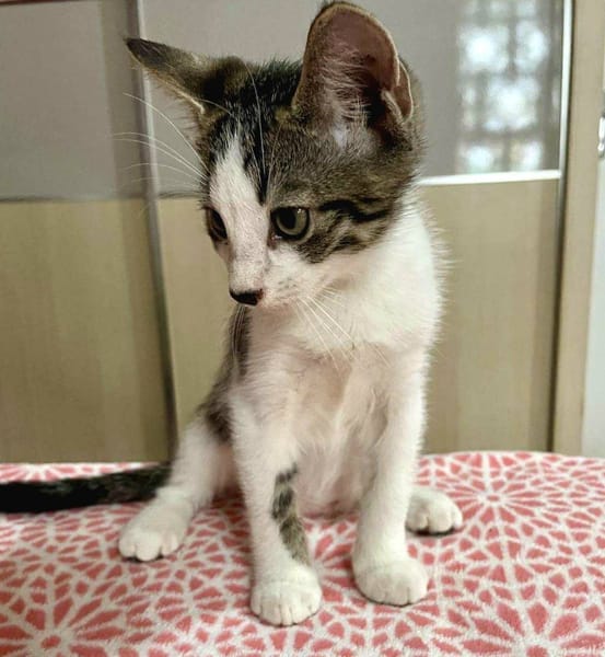 Arturo, mâle, chat européen, né le 09/06/2025 🐱