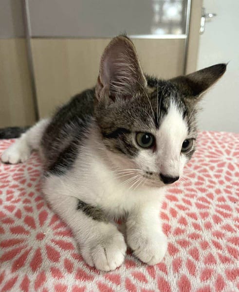 Arturo, mâle, chat européen, né le 09/06/2025 🐱