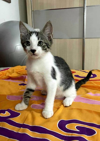 Arturo, mâle, chat européen, né le 09/06/2025 🐱