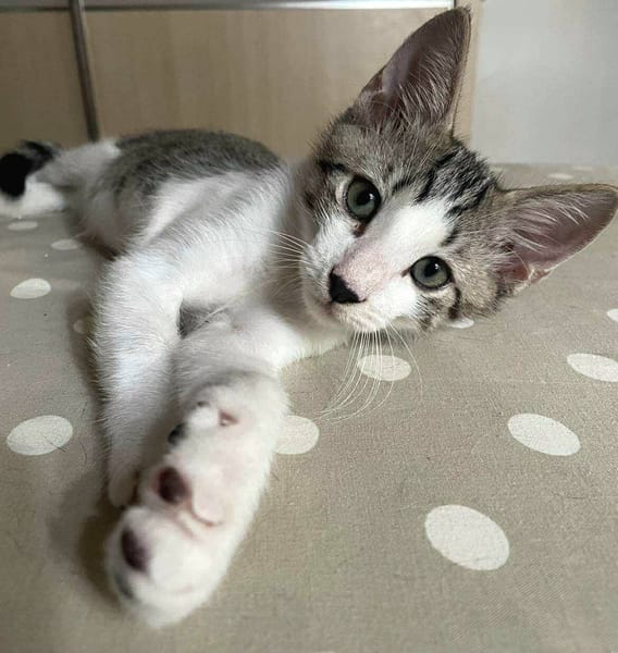 Jasper, mâle, chat européen, né le 09/06/2025 🐱