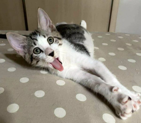 Jasper, mâle, chat européen, né le 09/06/2025 🐱