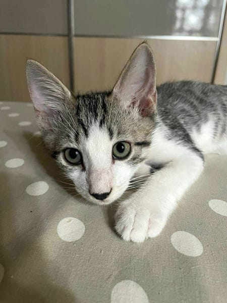 Jasper, mâle, chat européen, né le 09/06/2025 🐱