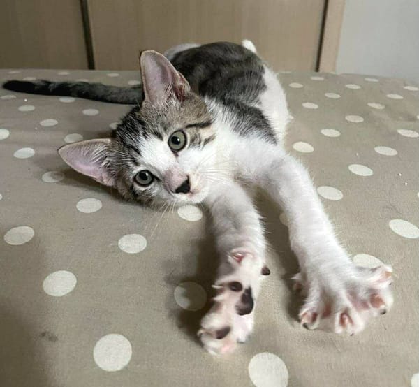 Jasper, mâle, chat européen, né le 09/06/2025 🐱