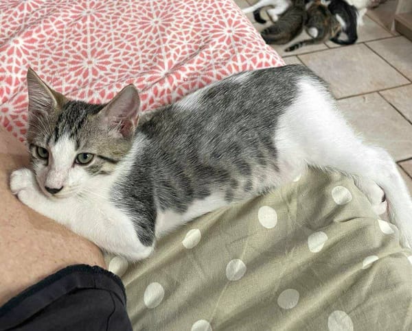 Jasper, mâle, chat européen, né le 09/06/2025 🐱