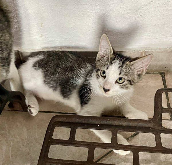 Jasper, mâle, chat européen, né le 09/06/2025 🐱