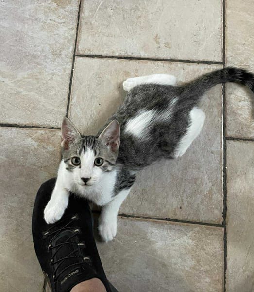 Jasper, mâle, chat européen, né le 09/06/2025 🐱