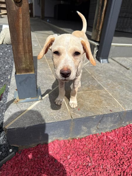 Archibald, mâle, croisé labrador, né le 01/06/2025