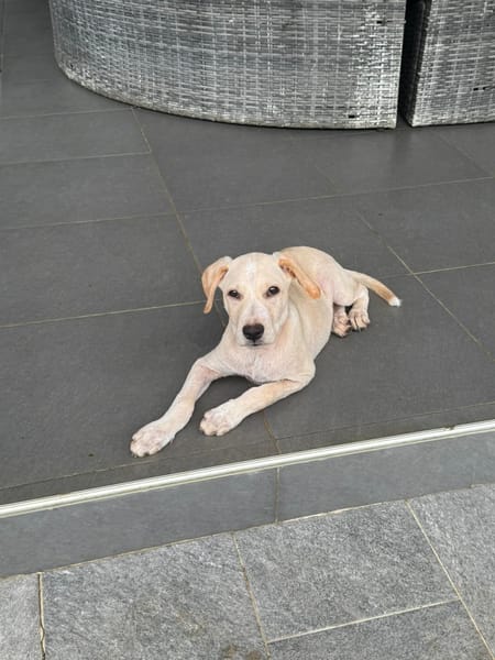 Archibald, mâle, croisé labrador, né le 01/06/2025