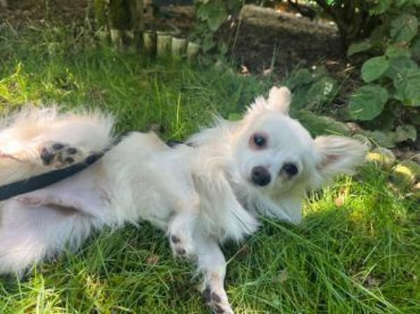 🐾 Mignon  kleiner Herzensdieb